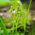 Close Up Photo Of Oxalis Dillenii Buds