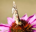 Painted lady butterfly close up Royalty Free Stock Photo
