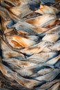 Close up photo of a palm tree trunk with abstract lines