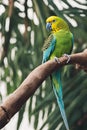 A detailed Close-up Photo of Parakeet