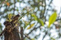 Close up photo of a part of the changeable lizard on the tree top Royalty Free Stock Photo