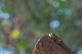 Close up photo of a part of the changeable lizard on the tree top Royalty Free Stock Photo