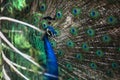 Close-up photo of a peacock opening colorful wings