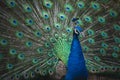 Close-up photo of a peacock opening colorful wings