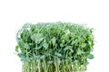 Close-up photo of peas microgreens isolated on white background.