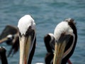 Close-up photo of Pelicans at the market Royalty Free Stock Photo