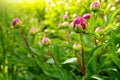 Close up photo of peony flower bud with water drops at sunlight after rain in garden. Royalty Free Stock Photo