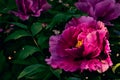 Close up photo of peony paeonia officinalis flowers with morning dew in sunlight