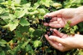 Close up photo of person picking blackcurrants Royalty Free Stock Photo