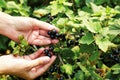 Close up photo of person picking blackcurrants Royalty Free Stock Photo
