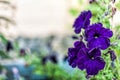 Close-up photo of petunia flower