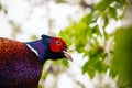 Close up photo of pheasant Royalty Free Stock Photo