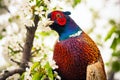 Close up photo of pheasant Royalty Free Stock Photo