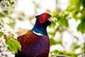 Close up photo of pheasant Royalty Free Stock Photo