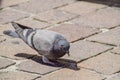 A close up photo of a pigeon on a brick ground