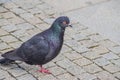 A close up photo of a pigeon on a brick ground Royalty Free Stock Photo