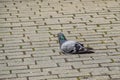 A close up photo of a pigeon on a brick ground Royalty Free Stock Photo