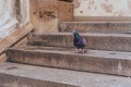 A close up photo of pigeon on stairs of a church