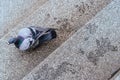 A close up photo of pigeon on stairs of a church