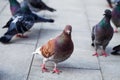 Close-up Photo of pigeons on alley. City dove. Pigeon on the street. Birds series