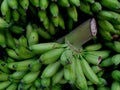 close up photo of a pile of bananas that have just been harvested and are ready to be sold in the market