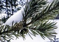 Close up photo of pine tree branch with the cone covered by fresh snow after night snowfall, bokeh photo of wild Scandinavian Royalty Free Stock Photo