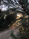 Close-up photo of a pine tree at dusk Royalty Free Stock Photo