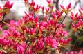 Close up photo of pink azalea bush with plenty of buds and flowers in the garden. Blooming tree at spring