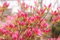 Close up photo of pink azalea bush with plenty of buds and flowers in sun rays in the garden.