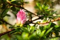 Close-up photo of pink azalea flower with drops