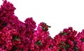 Close-up photo of pink bougainvillea flowers isolated. Royalty Free Stock Photo