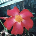 close-up photo of pink Cambodian flowers