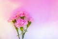 Close up photo of a pink carnation bouquet on holographic background