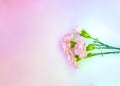 Close up photo of a pink carnation bouquet on holographic background