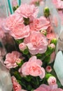 Pink carnation flowers. Close up to a beautiful bouquet of blooming pink pastel carnation Royalty Free Stock Photo