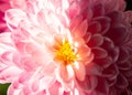 Close-up photo of a pink chrysanthemums