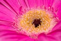 Close-up photo of a Pink flower Coral Gerbera Daisy for background or texture Royalty Free Stock Photo