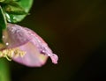 A close-up photo of a pink flower of Hellebores, or Winter Rose Ranunculaceae family, with drops of water after recent rain. Royalty Free Stock Photo