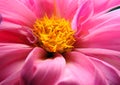 Close up photo of a pink flower