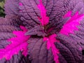 close up photo of pink miana plant