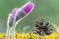 Close-up photo of pink Pasque flower also called Pulsatilla in morning sunlight