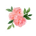 Pink rose flower bouquet isolated on white, watercolor floral decoration, rose floral design for valentines day or mother day Royalty Free Stock Photo