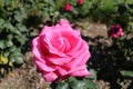 Close up photo of a pink rose that`s just opened