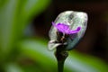 Close-up photo of a pink tropical flower Royalty Free Stock Photo