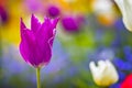 Close up photo of Pink violet tulip, macro shot of bud in garden. It is beautiful nature background with flower and blurred Royalty Free Stock Photo