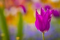 Close up photo of Pink violet tulip, macro shot of bud in garden. It is beautiful nature background with flower and blurred Royalty Free Stock Photo