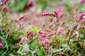 Macro of Small Pinkweed Flower