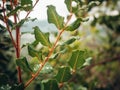 Close up photo of a plant branch with little water droplets on leaves in a dramatic view Royalty Free Stock Photo