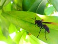 close up photo of plant insects looking for food in the leaves