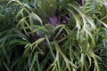 Close up photo of Platycerium leaves. Staghorn fern